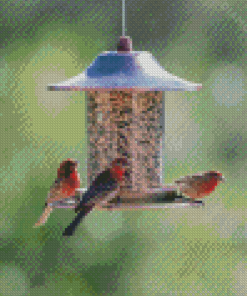 Where To Hang Seed Feeders For Birds Diamond Painting