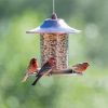 Where To Hang Seed Feeders For Birds Diamond Painting