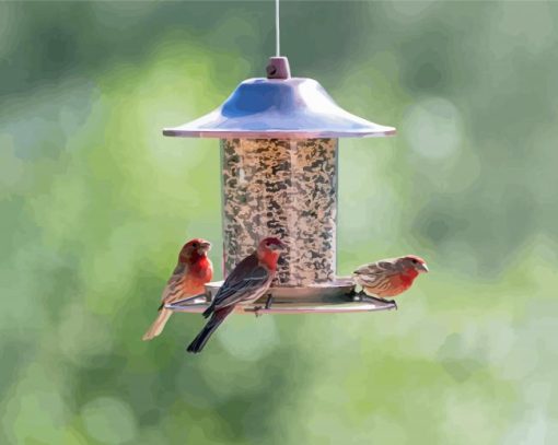 Where To Hang Seed Feeders For Birds Diamond Painting