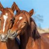 Wild Mustangs Horses In Arizona Diamond Painting