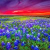 Wildflowers Landscape Diamond Painting