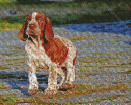 Bracco Italiano Puppy Diamond Painting