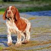 Bracco Italiano Puppy Diamond Painting