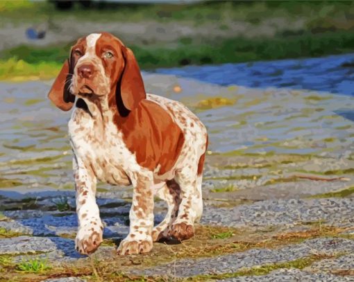 Bracco Italiano Puppy Diamond Painting