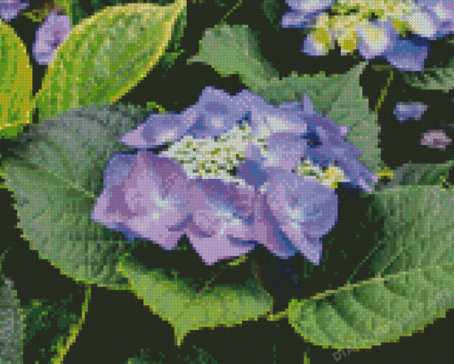 Hortensia Flower Diamond Painting