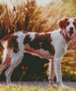 Brittany Spaniel Diamond Painting