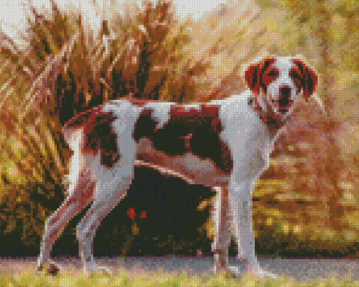 Brittany Spaniel Diamond Painting