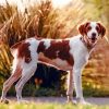 Brittany Spaniel Diamond Painting