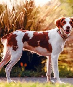 Brittany Spaniel Diamond Painting