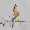 Cedar Waxwing Diamond Painting