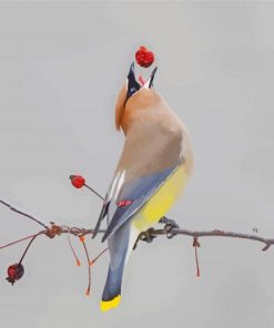 Cedar Waxwing Diamond Painting