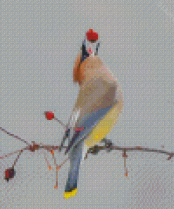 Cedar Waxwing Diamond Painting