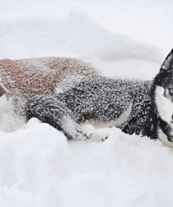 Husky Dog Couple Diamond Painting