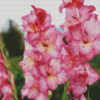 Pink And White Gladiola Diamond Painting