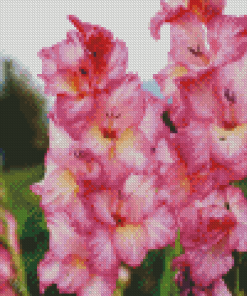 Pink And White Gladiola Diamond Painting