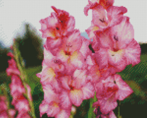 Pink And White Gladiola Diamond Painting