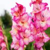 Pink And White Gladiola Diamond Painting