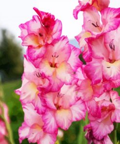 Pink And White Gladiola Diamond Painting