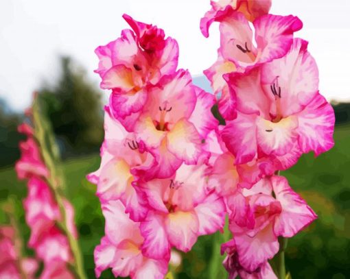 Pink And White Gladiola Diamond Painting