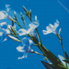 White Oleanders Diamond Painting