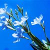 White Oleanders Diamond Painting