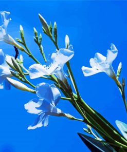 White Oleanders Diamond Painting