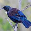 New Zealand Tui Bird Diamond Painting