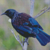 New Zealand Tui Bird Diamond Painting