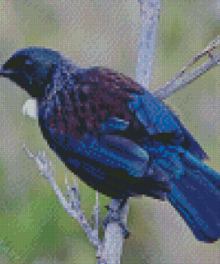 New Zealand Tui Bird Diamond Painting