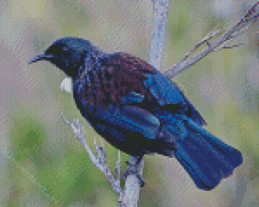 New Zealand Tui Bird Diamond Painting