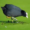 Coots In Green Lake Diamond Painting