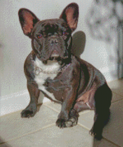 French Black Bulldog Diamond Painting