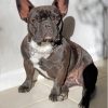 French Black Bulldog Diamond Painting