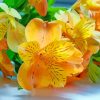 Orange And Yellow Alstroemeria Diamond Painting