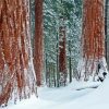 Sequoia National Park Landscape Diamond Painting