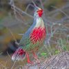 The Blood Pheasant Bird Diamond Painting