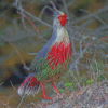 The Blood Pheasant Bird Diamond Painting