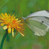 Dandelion Butterfly Insect Diamond Painting