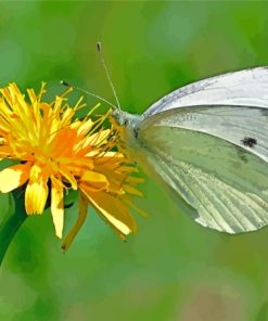 Dandelion Butterfly Insect Diamond Painting