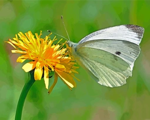 Dandelion Butterfly Insect Diamond Painting