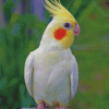 Aesthetic Cockatiel Parrot Diamond Painting