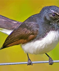 Aesthetic Willy Wagtail Diamond Painting