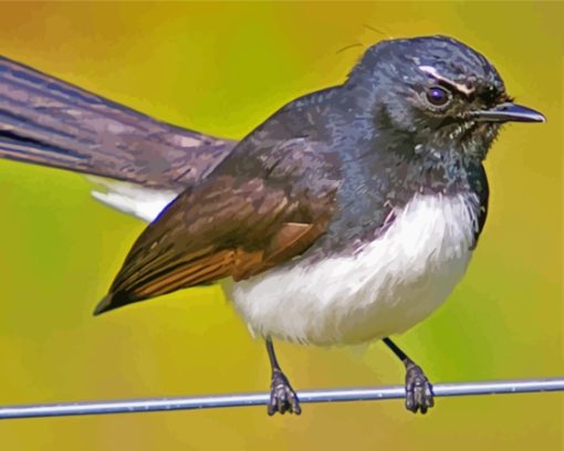 Aesthetic Willy Wagtail Diamond Painting