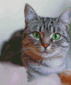 Grey Tabby Cat Diamond Painting