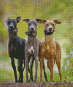 Aesthetic Greyhound Dogs Diamond Painting