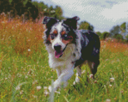 Cool Aussie Dog Diamond Painting