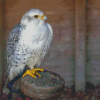 Cool White Gyrfalcon Diamond Painting