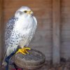 Cool White Gyrfalcon Diamond Painting