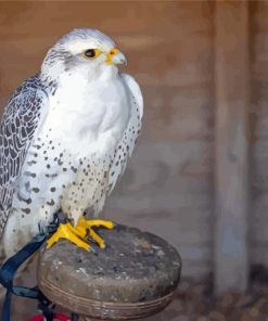 Cool White Gyrfalcon Diamond Painting