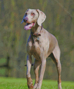 Grey Pointing Dog Diamond Painting